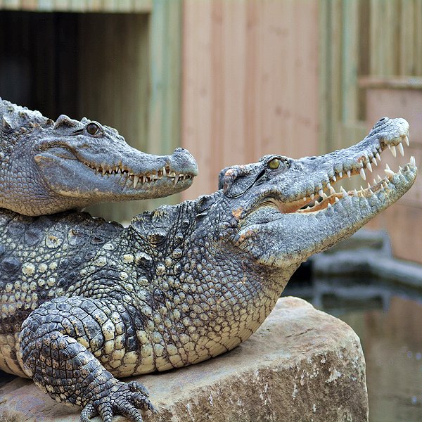 Siamese Crocodiles - Woodside Wildlife Park. Lincolnshire