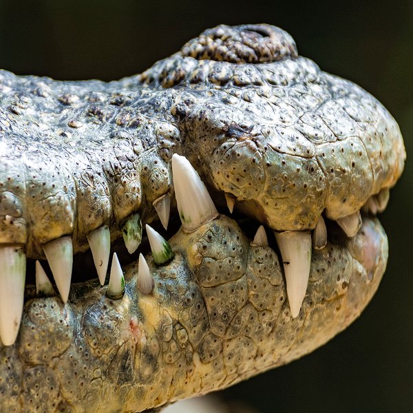 Siamese Crocodiles - Woodside Wildlife Park. Lincolnshire