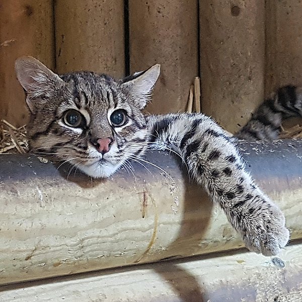 Mammals at Woodside Wildlife Park  - Geoffroys Cat