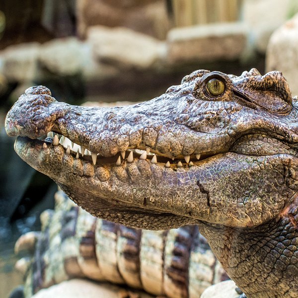 Siamese Crocodiles - Woodside Wildlife Park. Lincolnshire