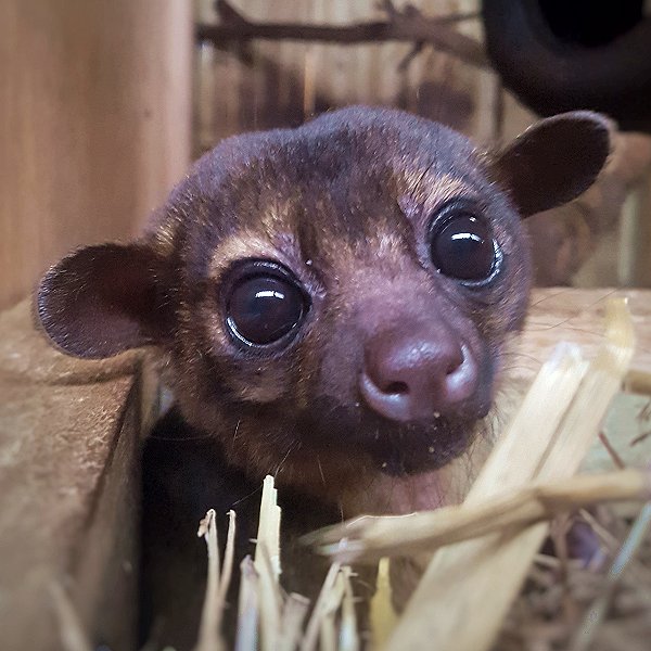 Mammals at Woodside Wildlife Park  - Kinkajou