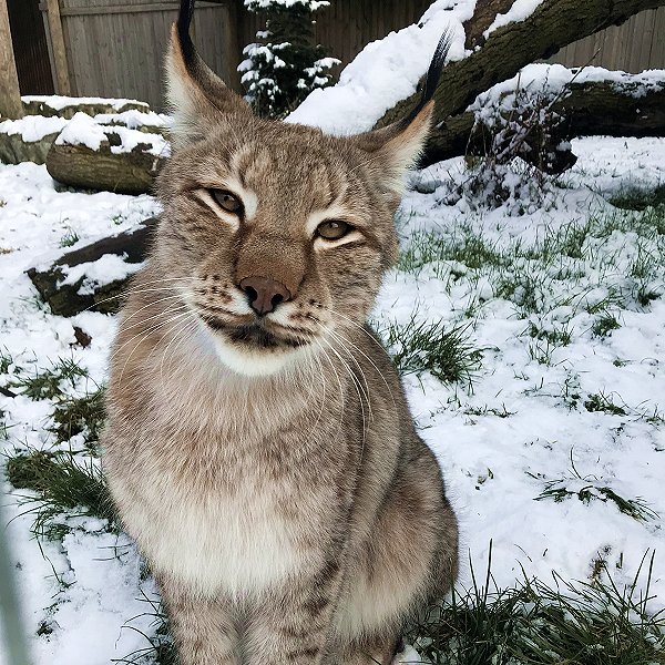 Mammals at Woodside Wildlife Park  - Siberian Lynx