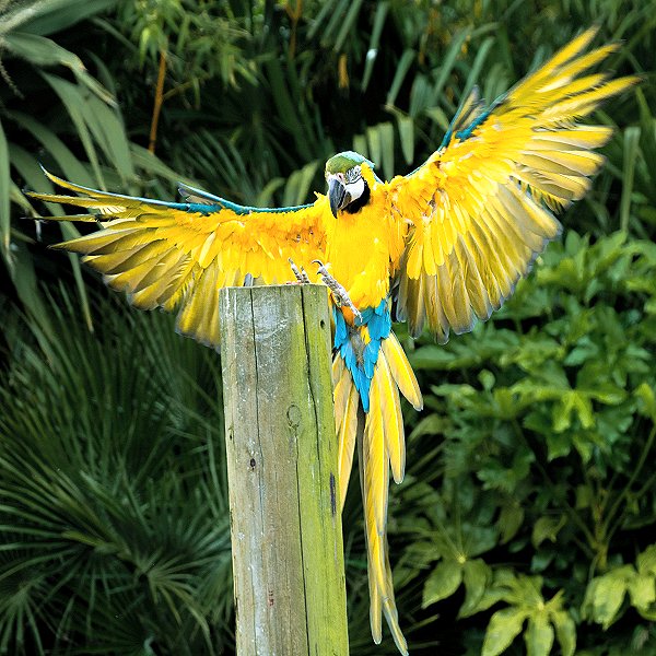 Blue and Gold Macaw - Tropical birds and birds of prey at Woodside Wildlife Park