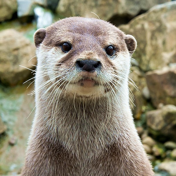 Mammals at Woodside Wildlife Park  - Asian Short-Clawed Otters