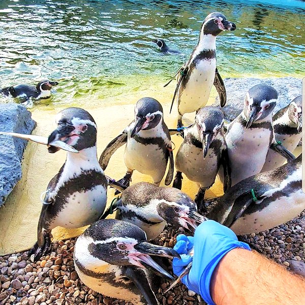 Humboldt Penguins  at Lincolnshire wildlife Park - Feeding