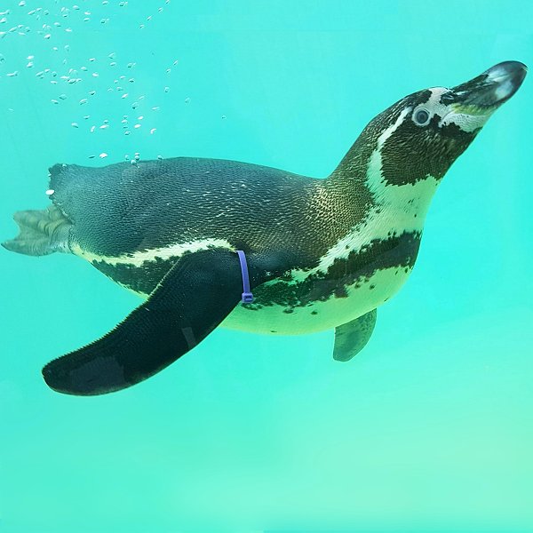 Humboldt Penguins  at Lincolnshire wildlife Park - Swimming