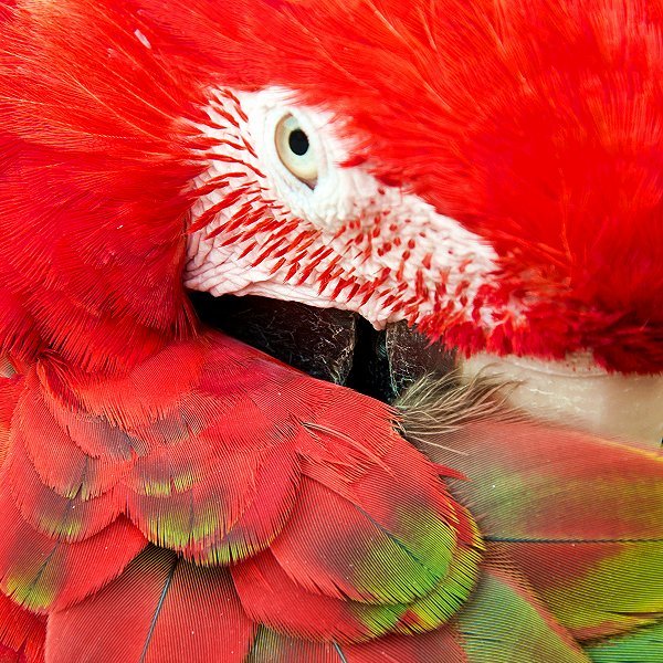 Green-Winged Macaw - Tropical birds and birds of prey at Woodside Wildlife Park