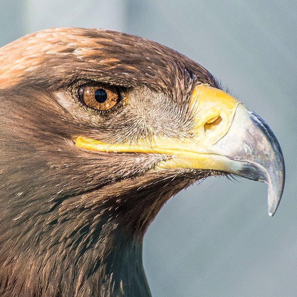 Rosa the Steppe Eagle - Tropical birds and birds of prey at Woodside Wildlife Park