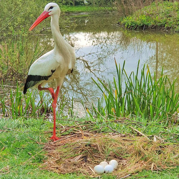 White Stork - Tropical birds and birds of prey at Woodside Wildlife Park