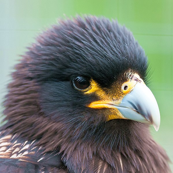 Striated Caracara - Tropical birds and birds of prey at Woodside Wildlife Park