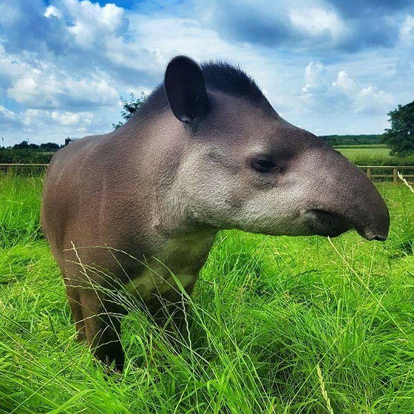 Mammals at Woodside Wildlife Park - Lowland Tapir