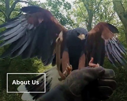 Plan Your Visit to Woodside Wildlife Park - About Us  