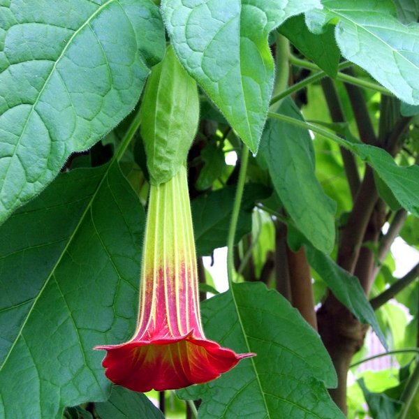 Plants at Woodside Wildlife Park - Angel’s Trumpet