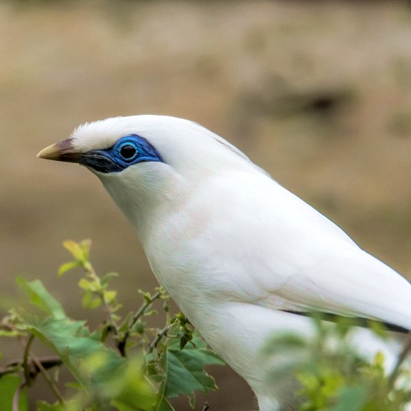 Bali Starling - Endeavour Tropical House at Woodside Wildlife Park