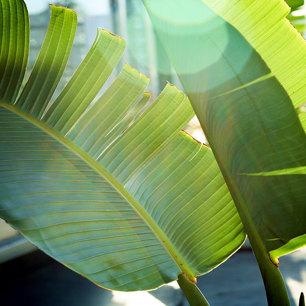 Plants at Woodside Wildlife Park - Banana