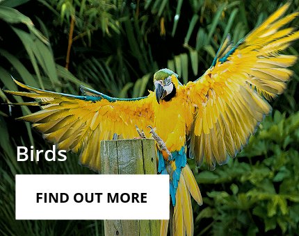 Animals and Plants - Tropical birds at Woodside Wildlife Park