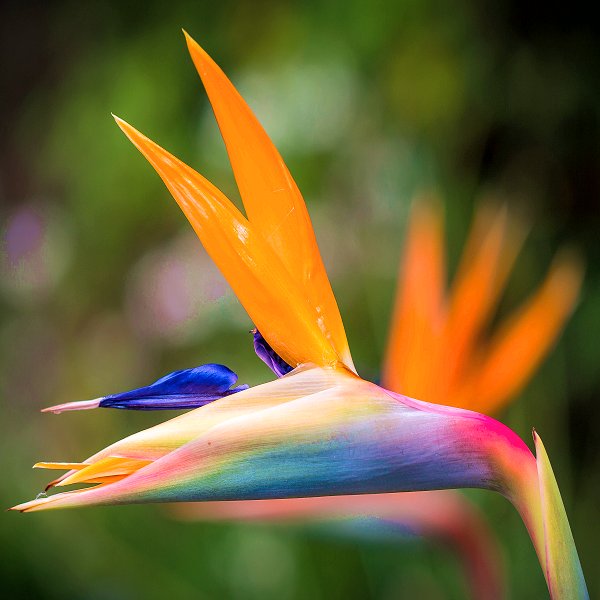 Plants at Woodside Wildlife Park - Bird of Paradise