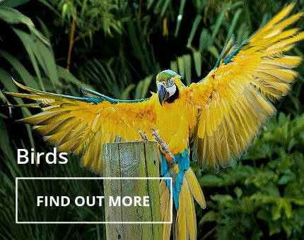 Animals and Plants - Tropical birds at Woodside Wildlife Park