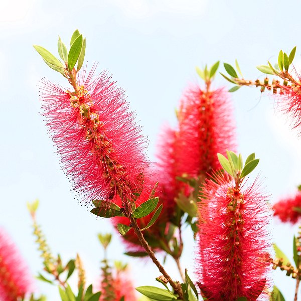 Plants at Woodside Wildlife Park - Bottle Brush