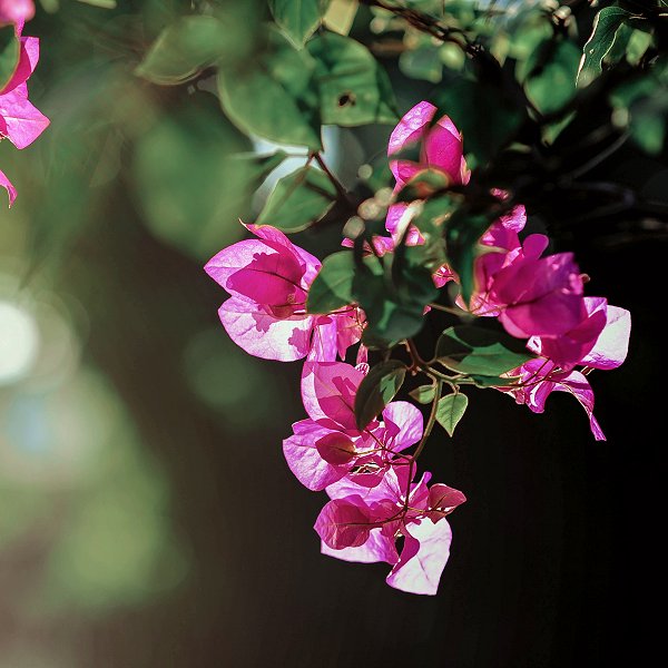 Plants at Woodside Wildlife Park - Bougainvillea