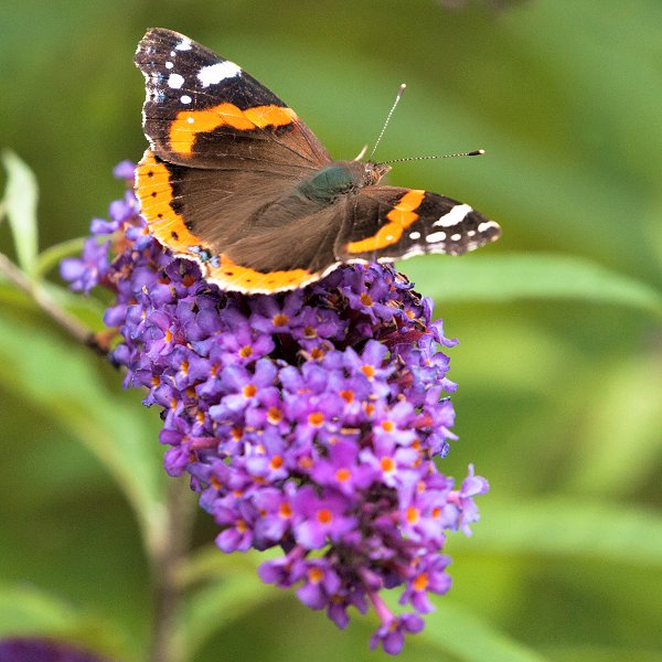 Plants at Woodside Wildlife Park - Buddleia