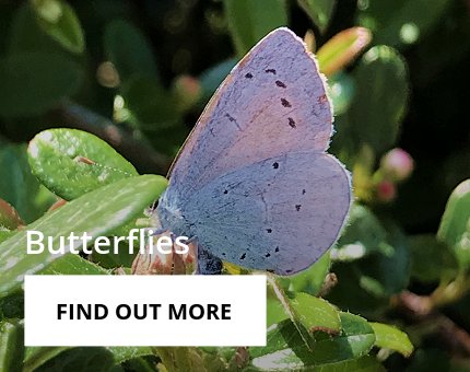 Animals and Plants - Tropical butterflies at Woodside Wildlife Park