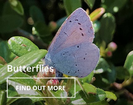 Animals and Plants - Tropical butterflies at Woodside Wildlife Park