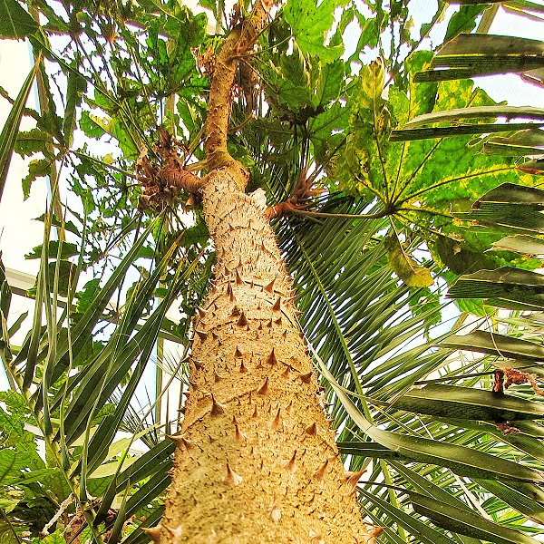 Plants at Woodside Wildlife Park - Spiked Cabbage Tree
