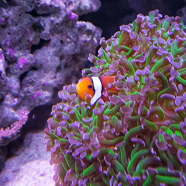 Marine Reef - Endeavour Tropical House at Woodside Wildlife Park