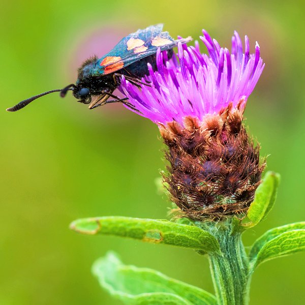 Plants at Woodside Wildlife Park - Common Knapweed