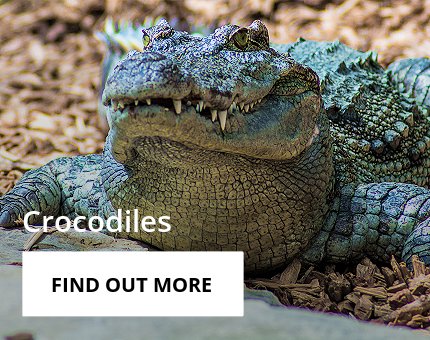 Animals and Plants - Siamese crocodile at Woodside Wildlife Park