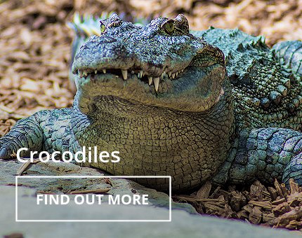 Animals and Plants - Siamese crocodile at Woodside Wildlife Park