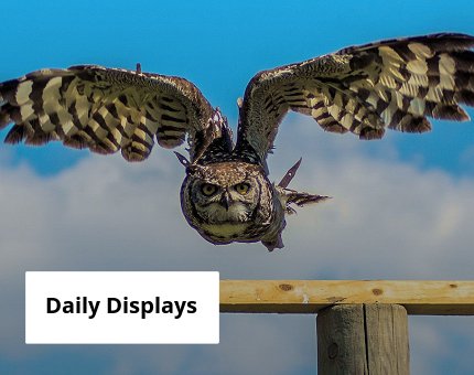 Plan Your Visit to Woodside Wildlife Park - Daily Displays  