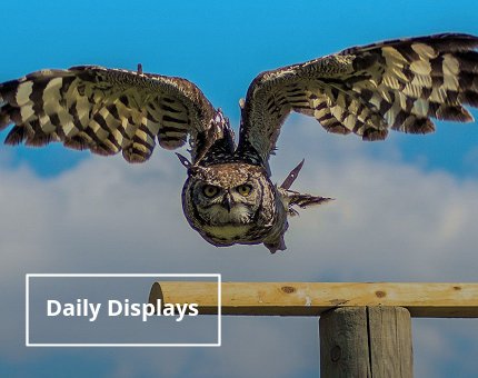 Plan Your Visit to Woodside Wildlife Park - Daily Displays 