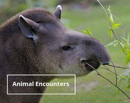 Gifts and Experiences at Woodside Wildlife Park - Animal Encounters