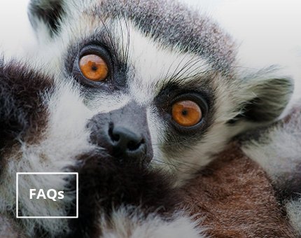 Plan Your Visit to Woodside Wildlife Park - FAQs