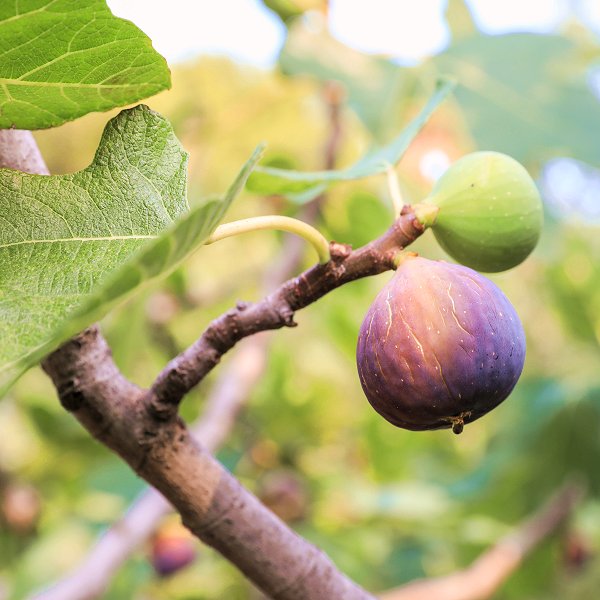 Plants at Woodside Wildlife Park - Fig Tree
