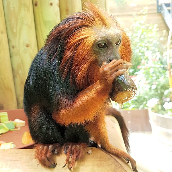 Golden-Headed Lion Tamarin - Endeavour Tropical House at Woodside Wildlife Park