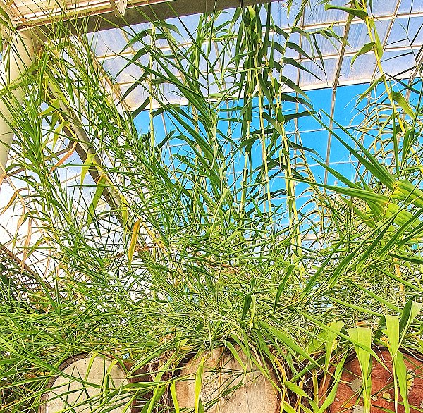 Plants at Woodside Wildlife Park - Giant Reed/Cane