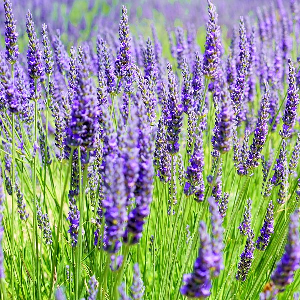 Plants at Woodside Wildlife Park - Lavendar