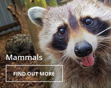 Animals and Plants - Mammals at Woodside Wildlife Park