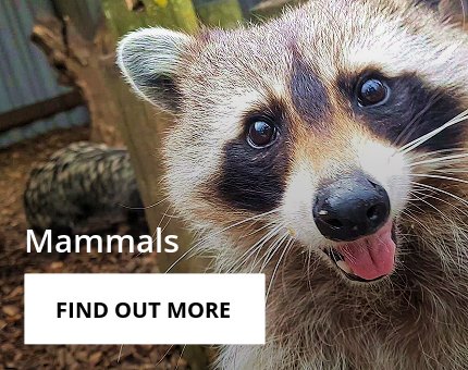 Animals and Plants - Mammals at Woodside Wildlife Park