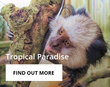 Animals and Plants - Tropical Paradise at Woodside Wildlife Park
