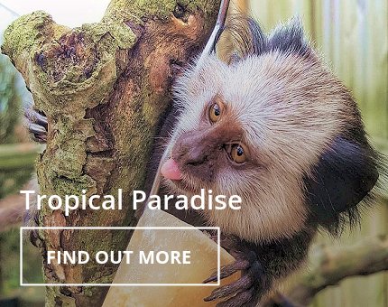Animals and Plants - Tropical Paradise at Woodside Wildlife Park