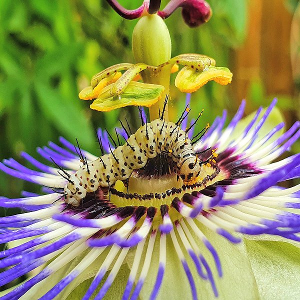 Plants at Woodside Wildlife Park - Passiflora