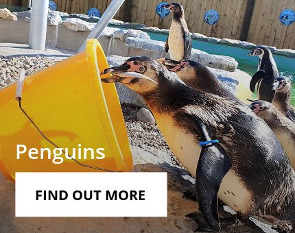 Animals and Plants - Humboldt penguins at Woodside Wildlife Park