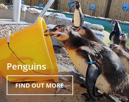 Animals and Plants - Humboldt penguins at Woodside Wildlife Park
