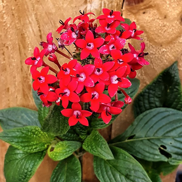 Plants at Woodside Wildlife Park - Pentas