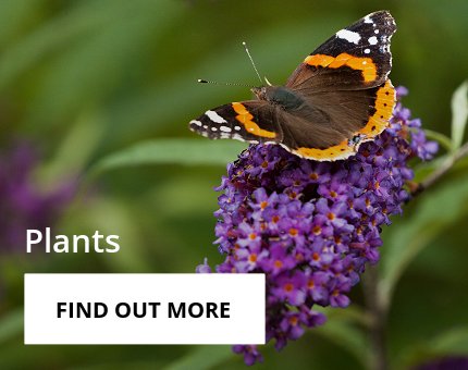 Animals and Plants - Plants at Woodside Wildlife Park