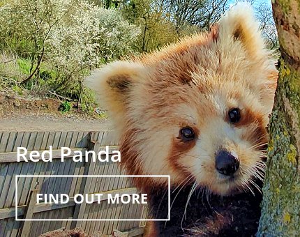 Animals and Plants - Red panda at Woodside Wildlife Park